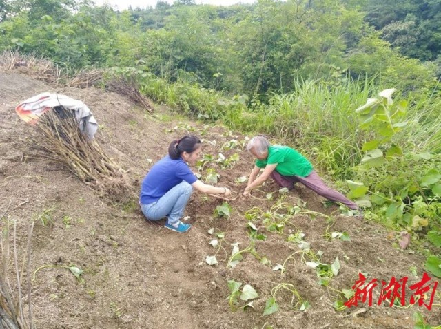 新澳资料免费精准期期准，守株释义、解释落实深度洞察