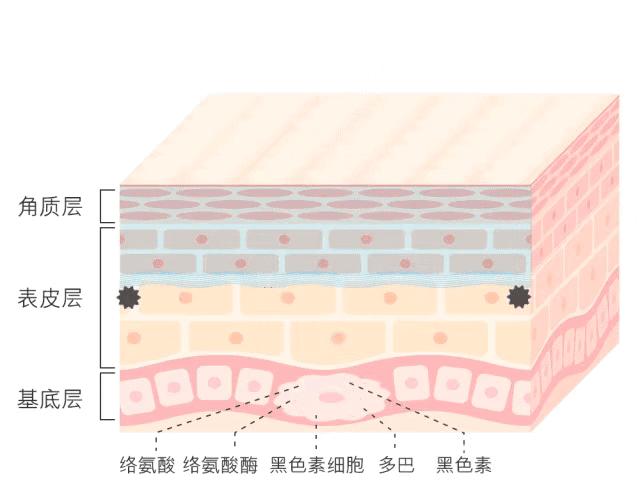 白小姐一码一肖中特一肖，团队释义、解释与落实